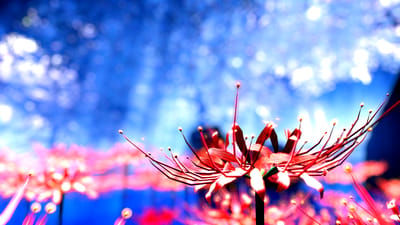 ギャラリー画像 b3da3762-511f-4a69-9375-dc86a8f713b6